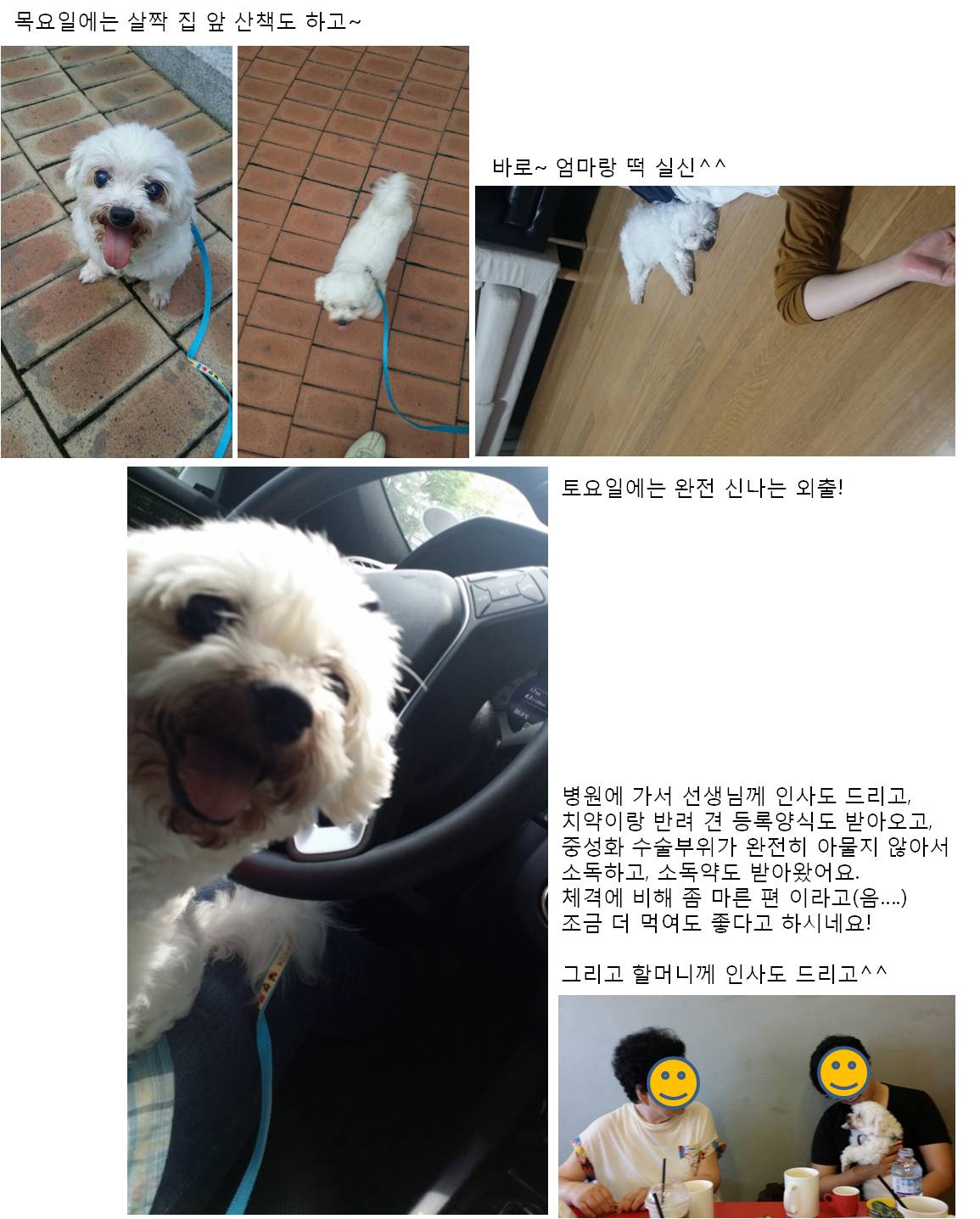 우리집에 온 건이 소식전합니다^^(입양후기)