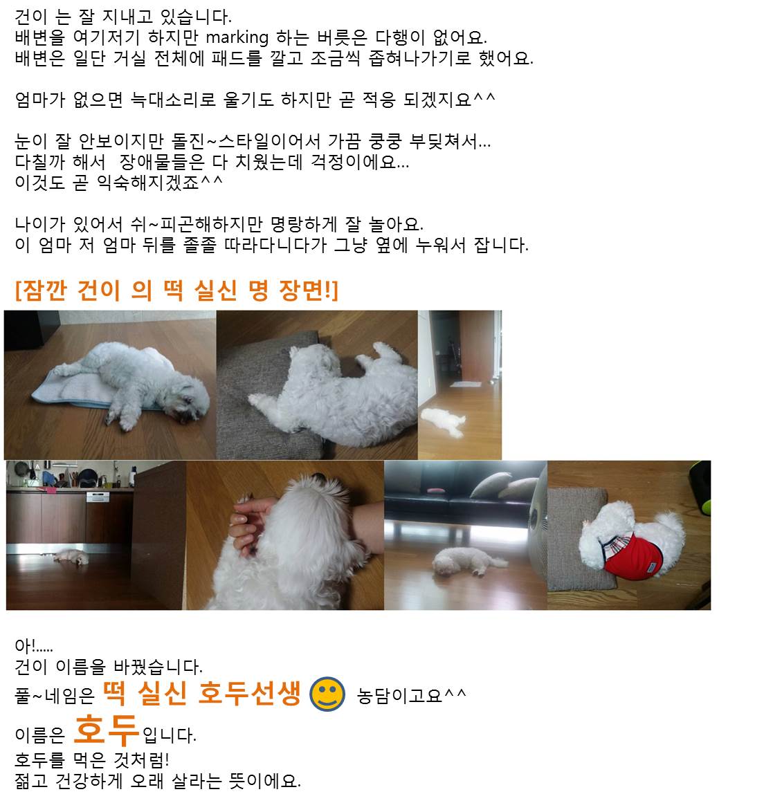 우리집에 온 건이 소식전합니다^^(입양후기)