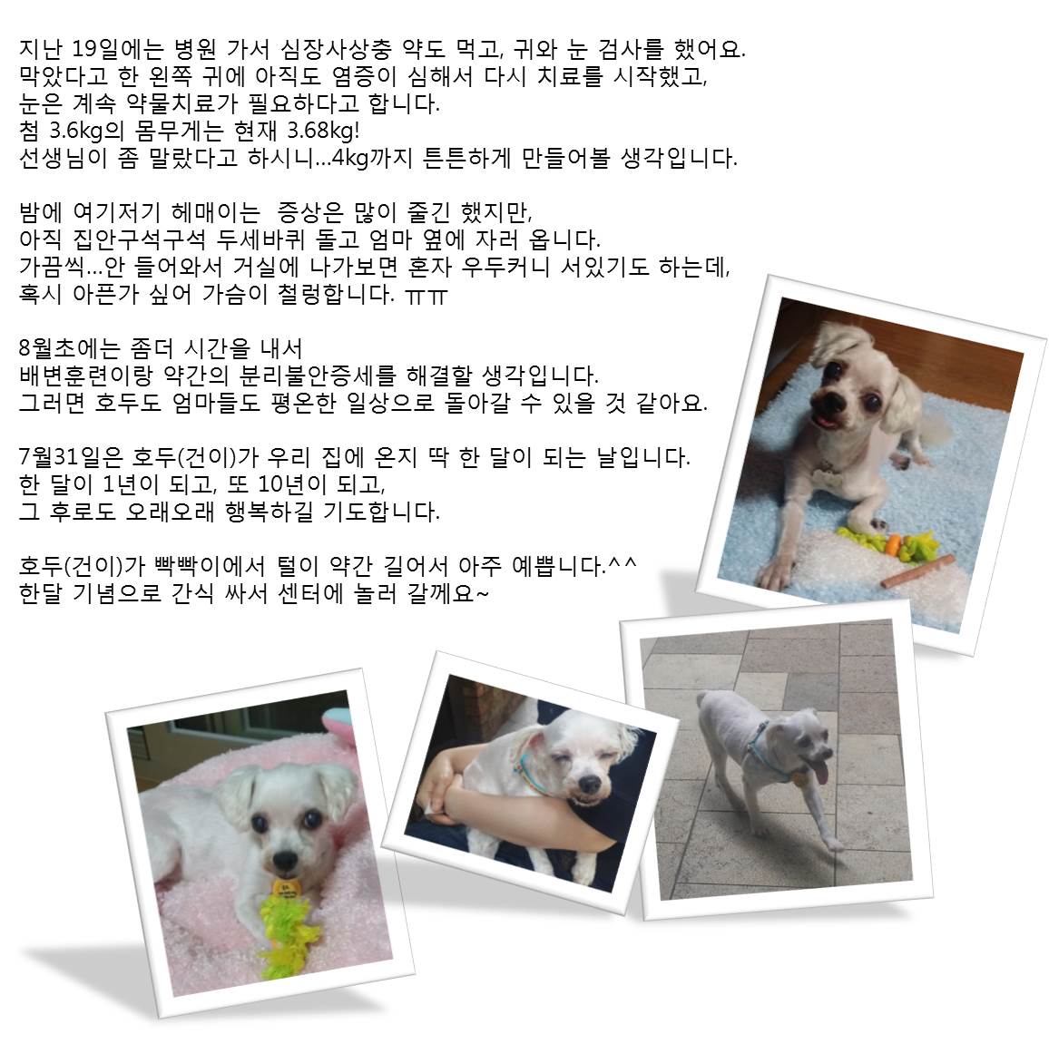 호두(건이)가 온지 한달이 되어갑니다^^(입양후기)