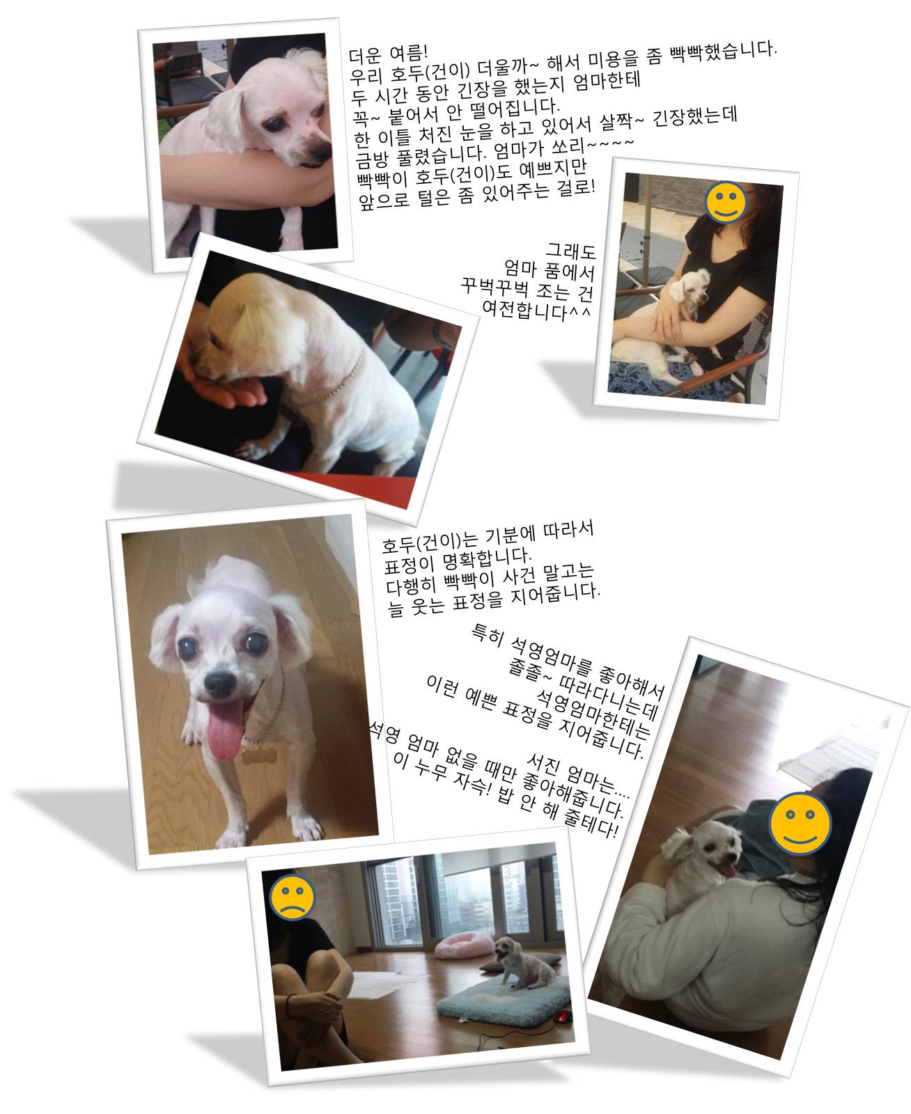 호두(건이)가 온지 한달이 되어갑니다^^(입양후기)