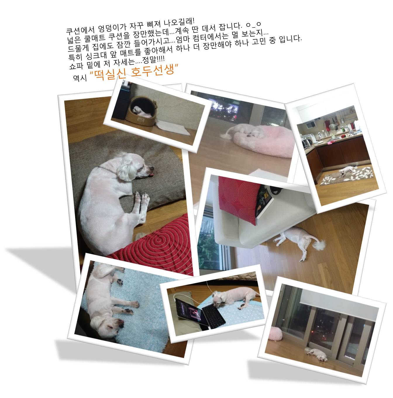 호두(건이)가 온지 한달이 되어갑니다^^(입양후기)