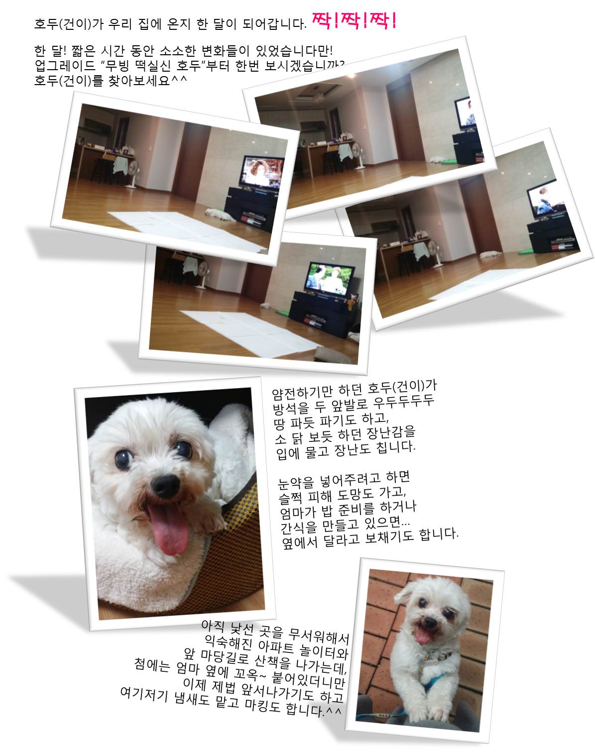 호두(건이)가 온지 한달이 되어갑니다^^(입양후기)