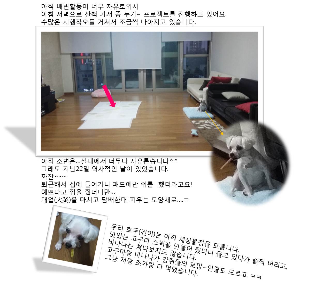 호두(건이)가 온지 한달이 되어갑니다^^(입양후기)