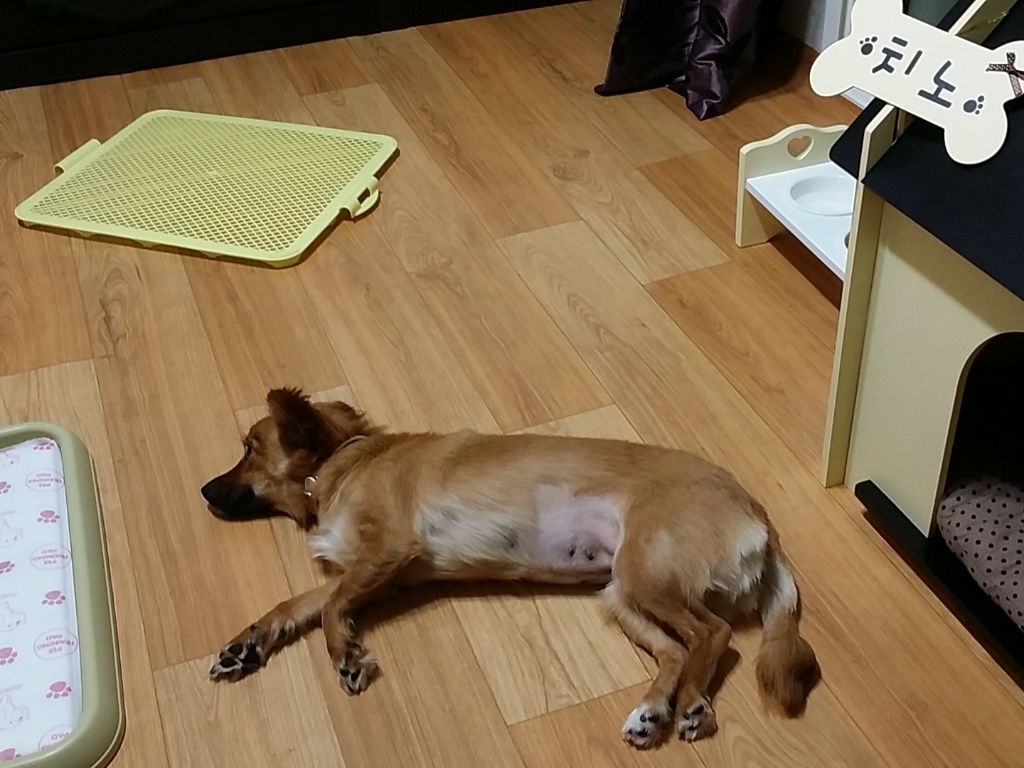 치노가 벌써 2주가 되어갑니다