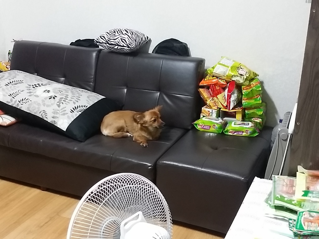 치노가 벌써 2주가 되어갑니다