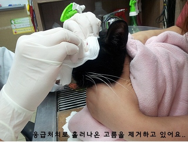 마야의 과거~