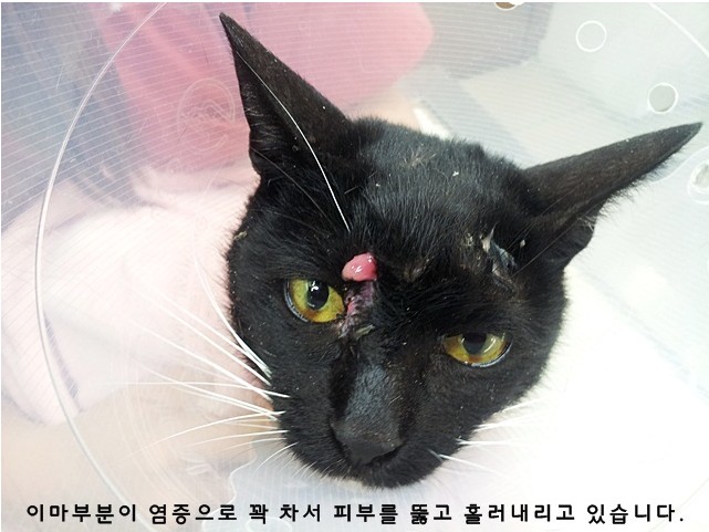 마야의 과거~