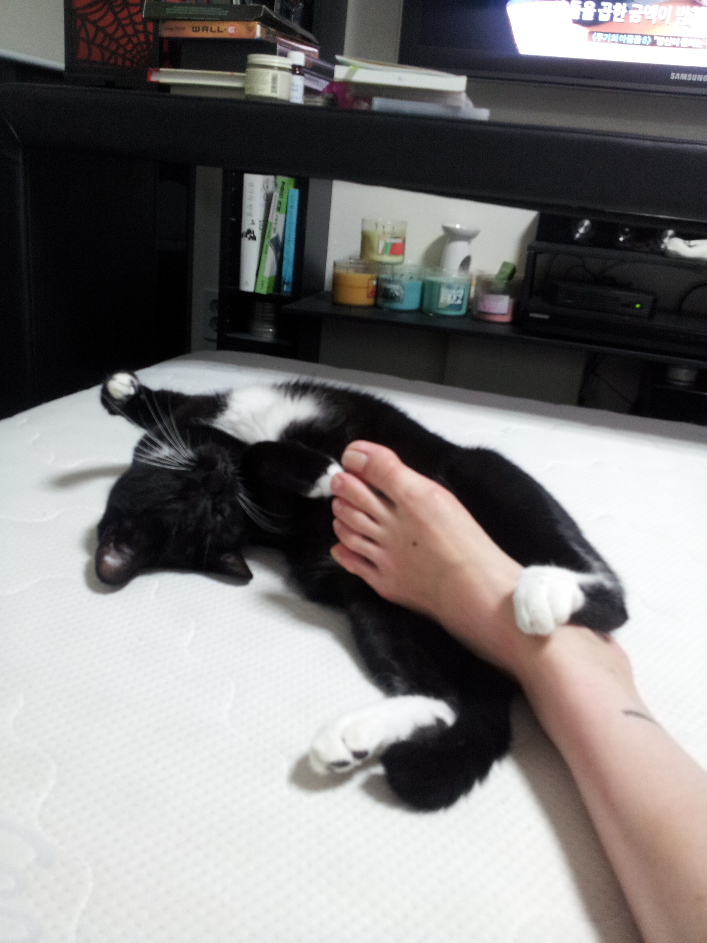 (마야)깜놀이 LTE급 적응기