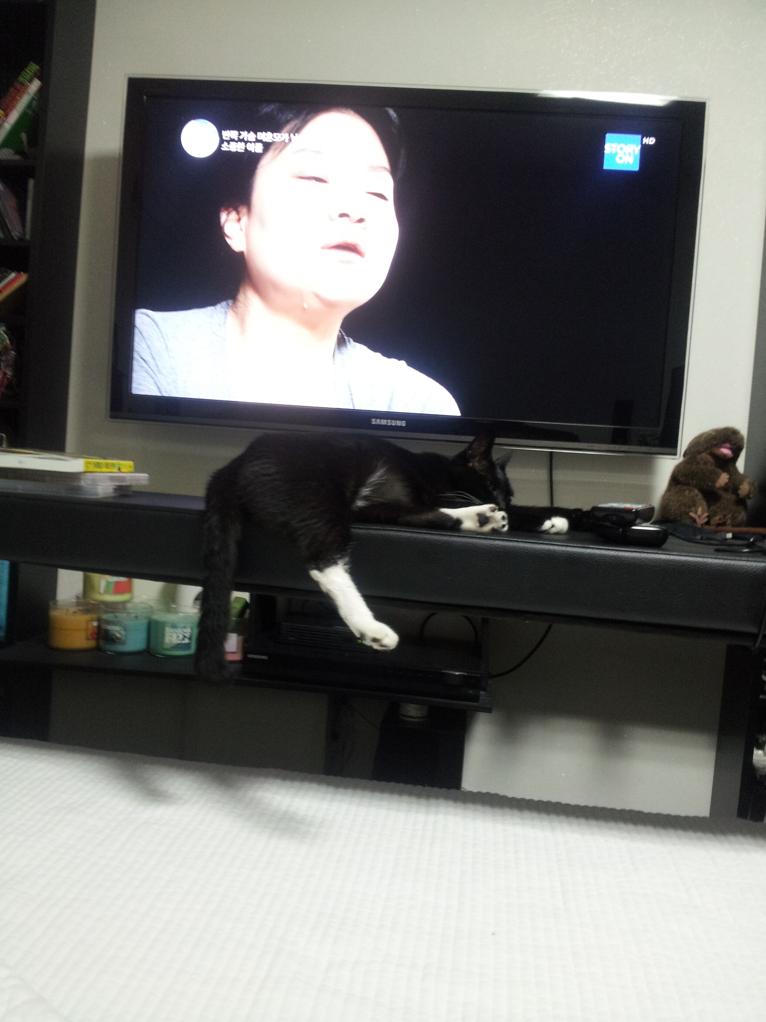 (마야)깜놀이 LTE급 적응기
