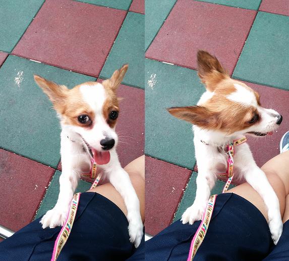 오랜만에 콩이 후기입니다^^