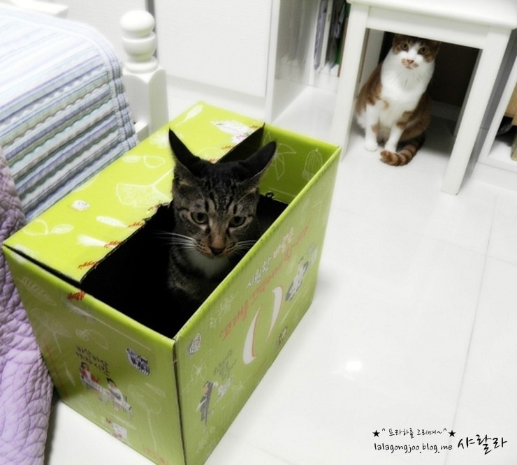 우리 미유랑 네코 안부인사 드리러  왔어요.^^