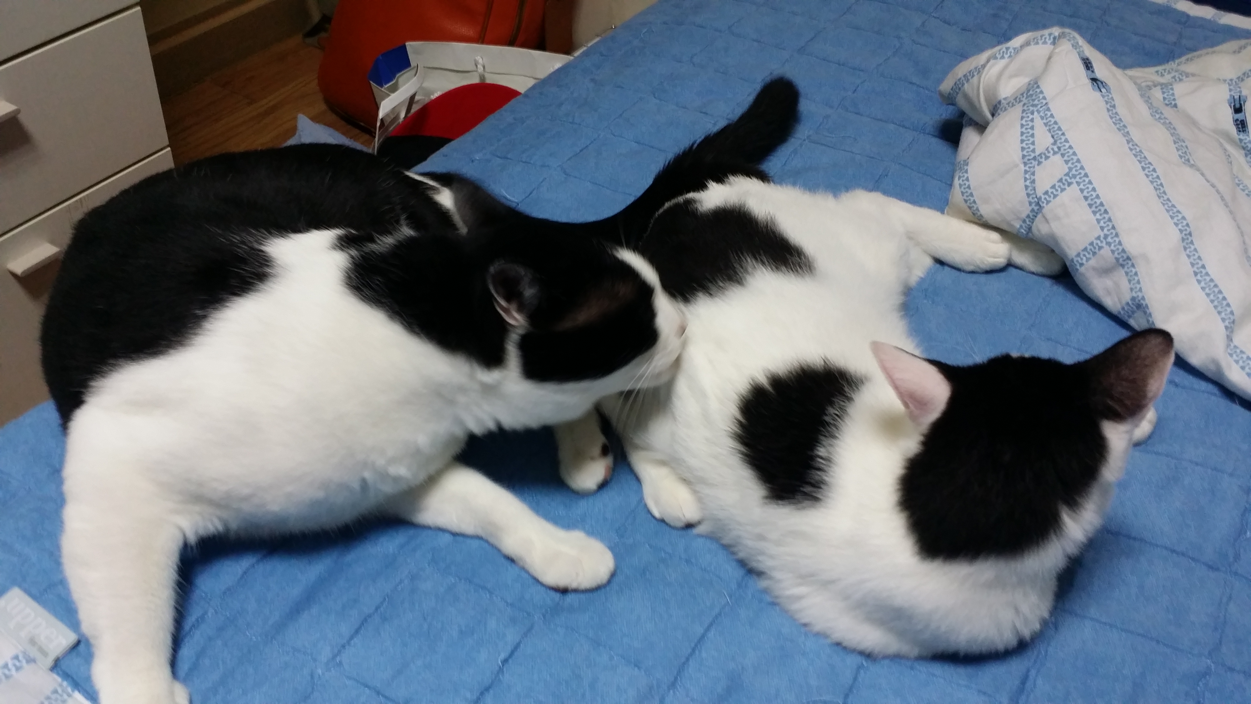 단테 근황~!( 합사 노하우좀...ㅠ.ㅠ)