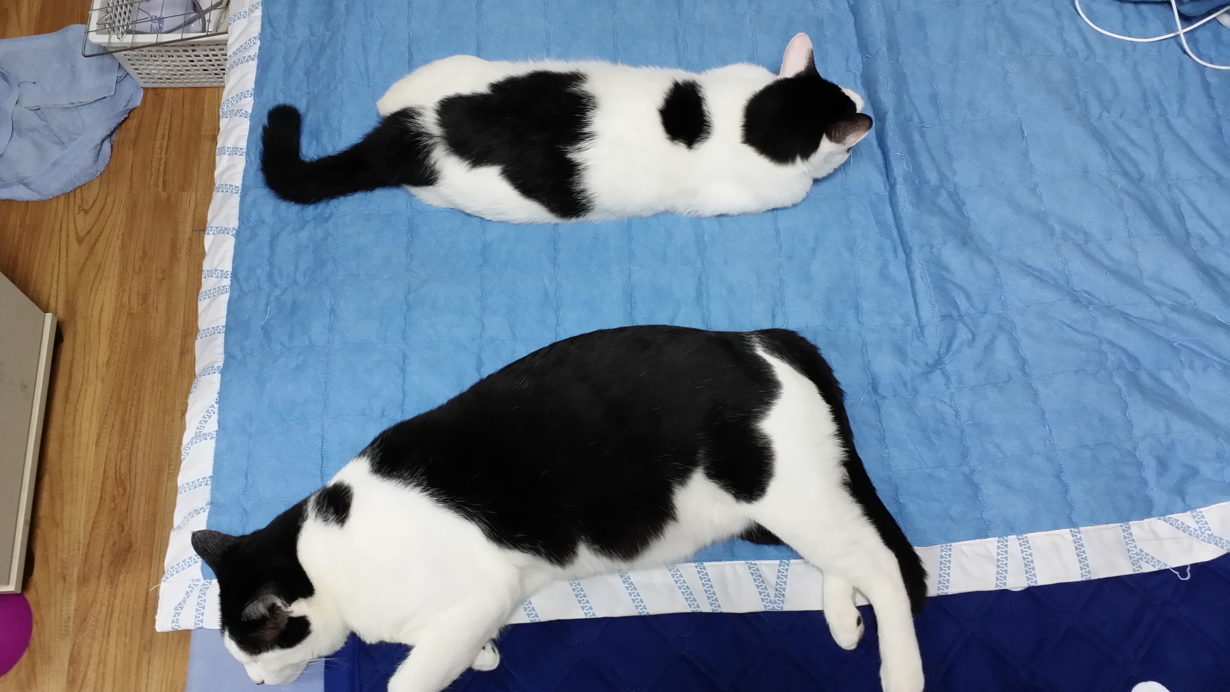 단테 근황~!( 합사 노하우좀...ㅠ.ㅠ)