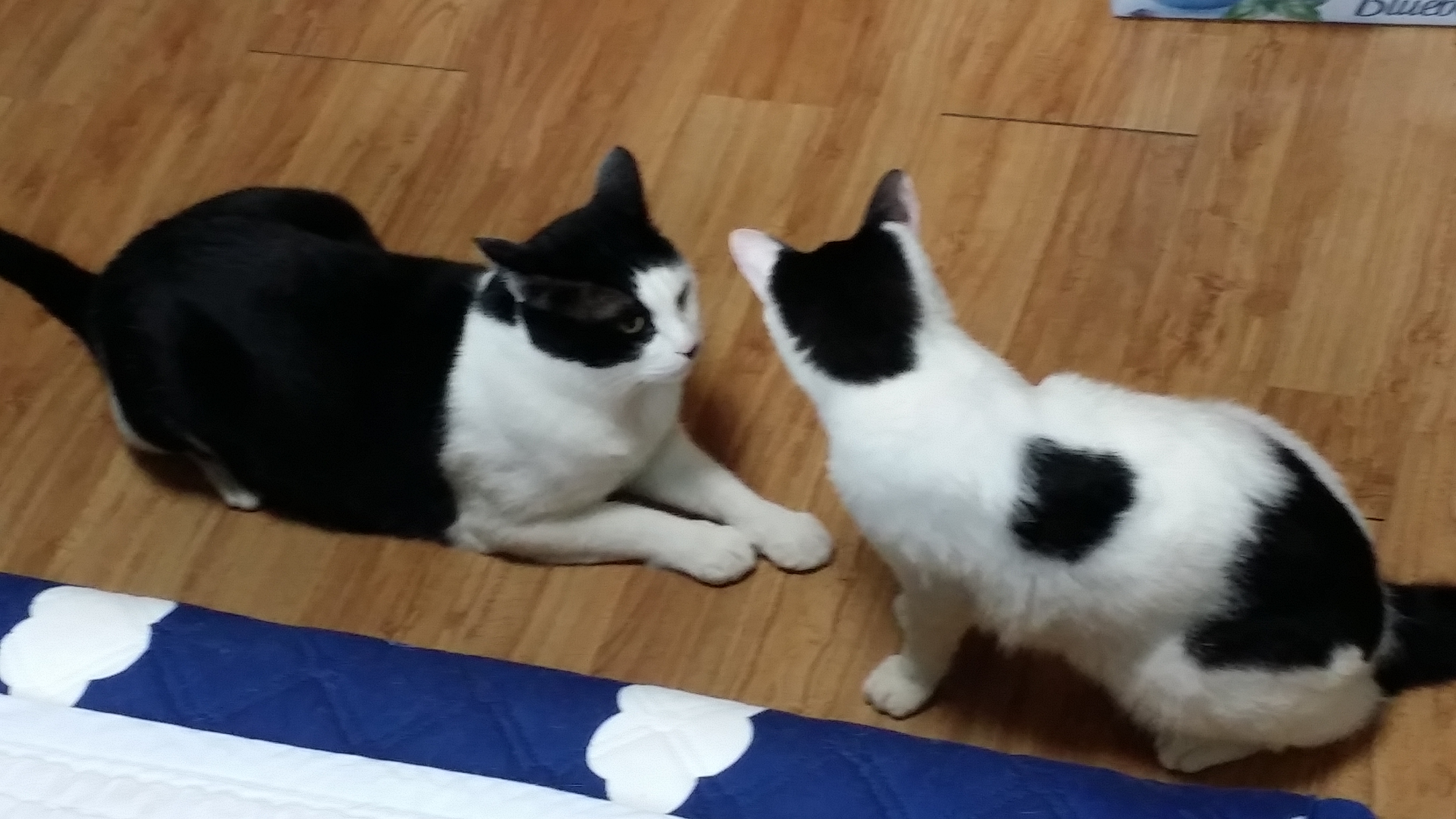 단테 2차 후기!!