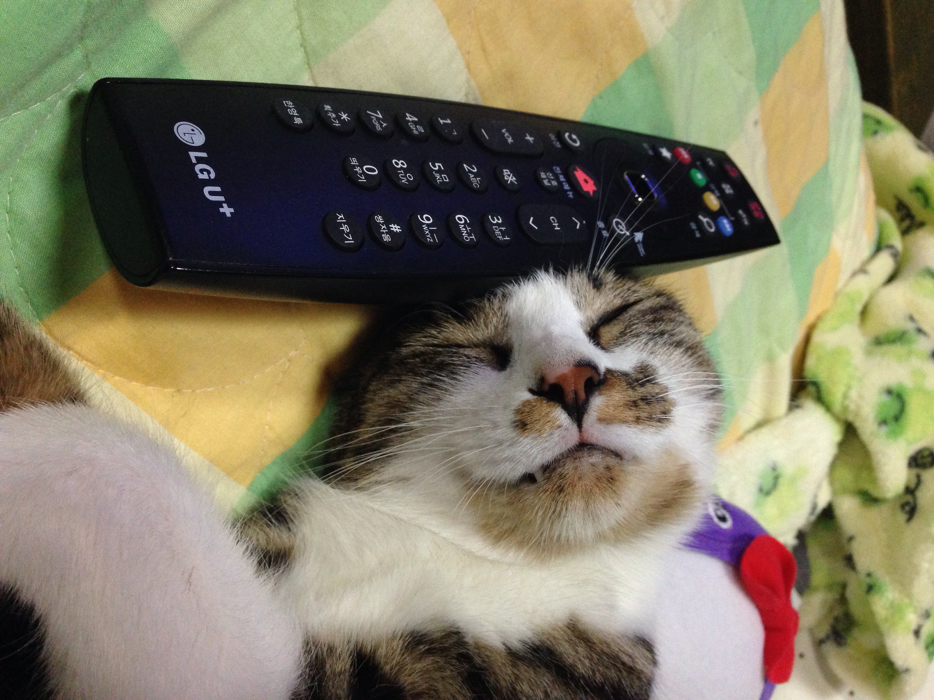 호야 잘 지내요~~
