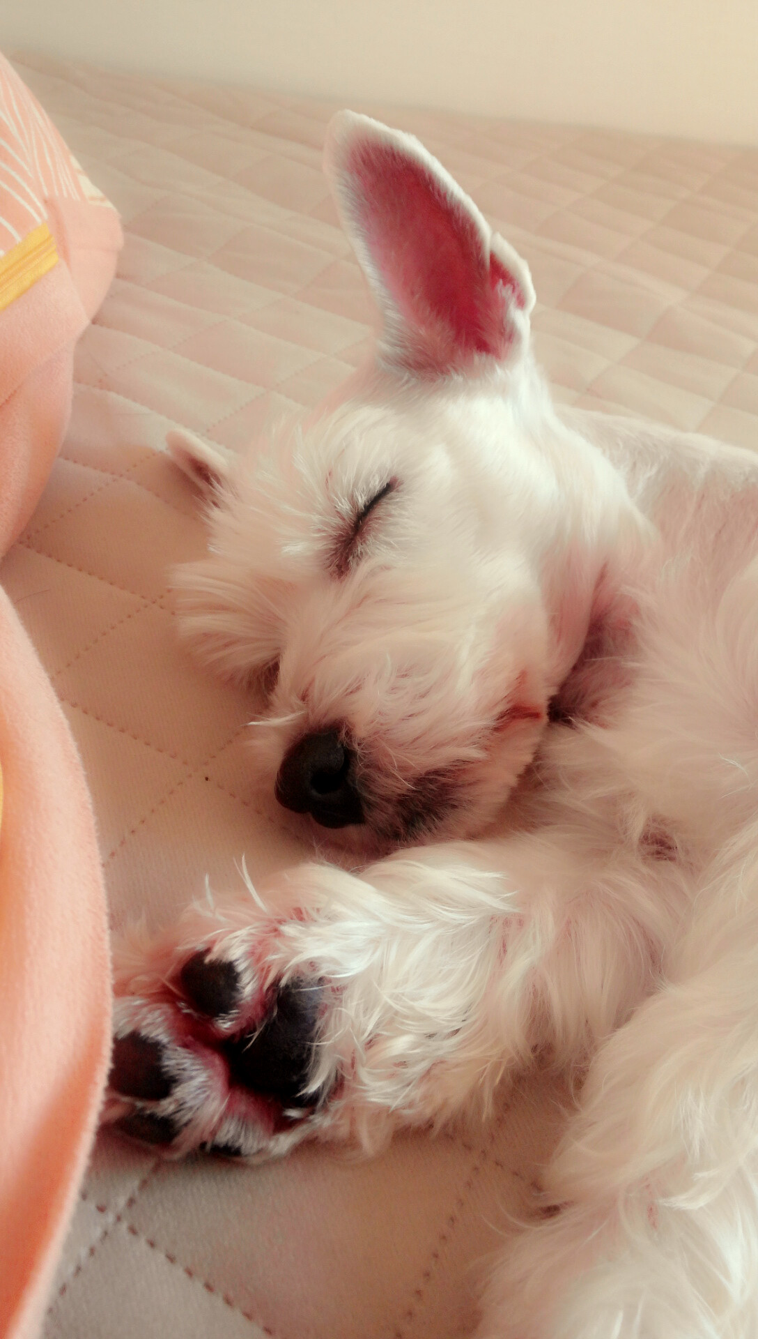 애플이 후기입니다^^