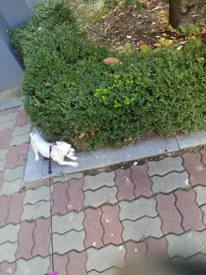 피곤한 라봉이