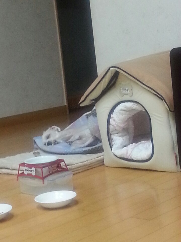 피곤한 라봉이
