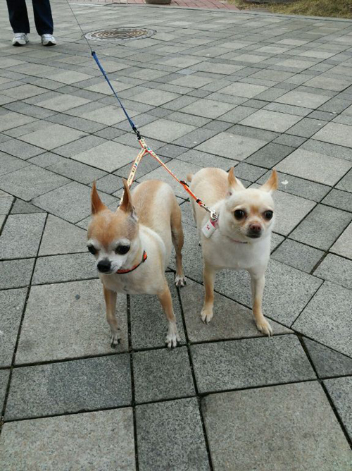 치와와 치치 소식입니다.