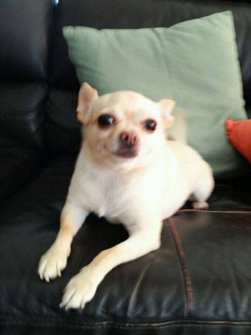 치와와 치치 소식입니다.