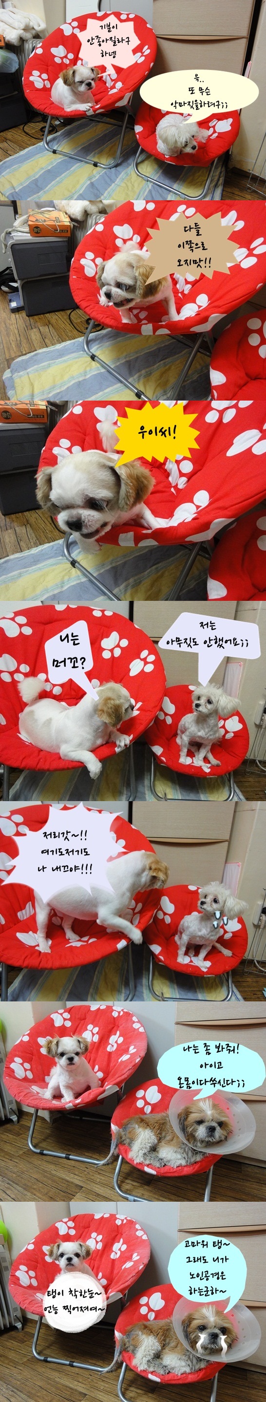 탱이에게 당하던 뽀미의 과거시절 ^^;;
