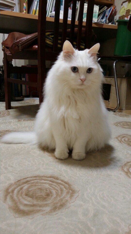 7월 22일에 입양된 마리예요