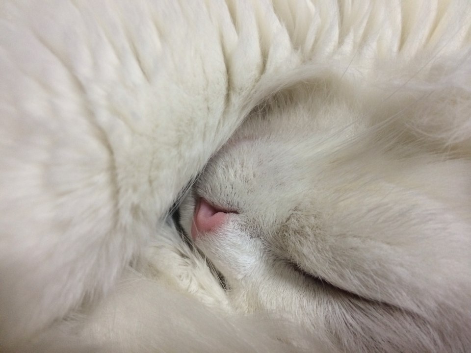 7월 22일에 입양된 마리예요