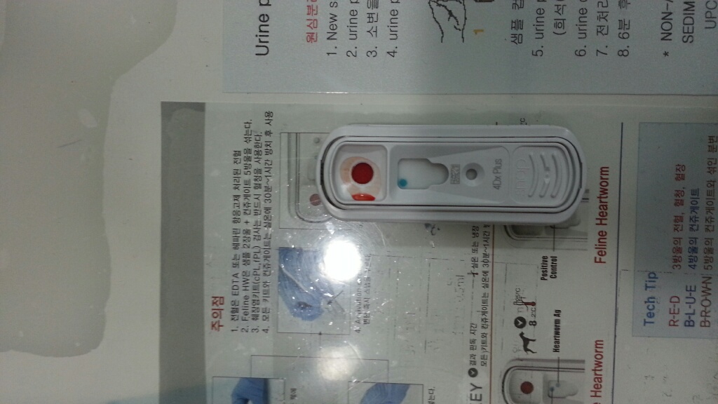 순이의 가을