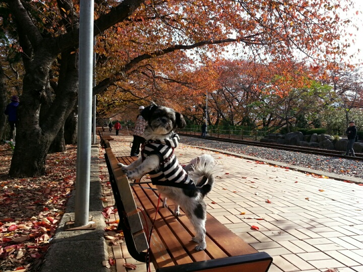 순이의 가을