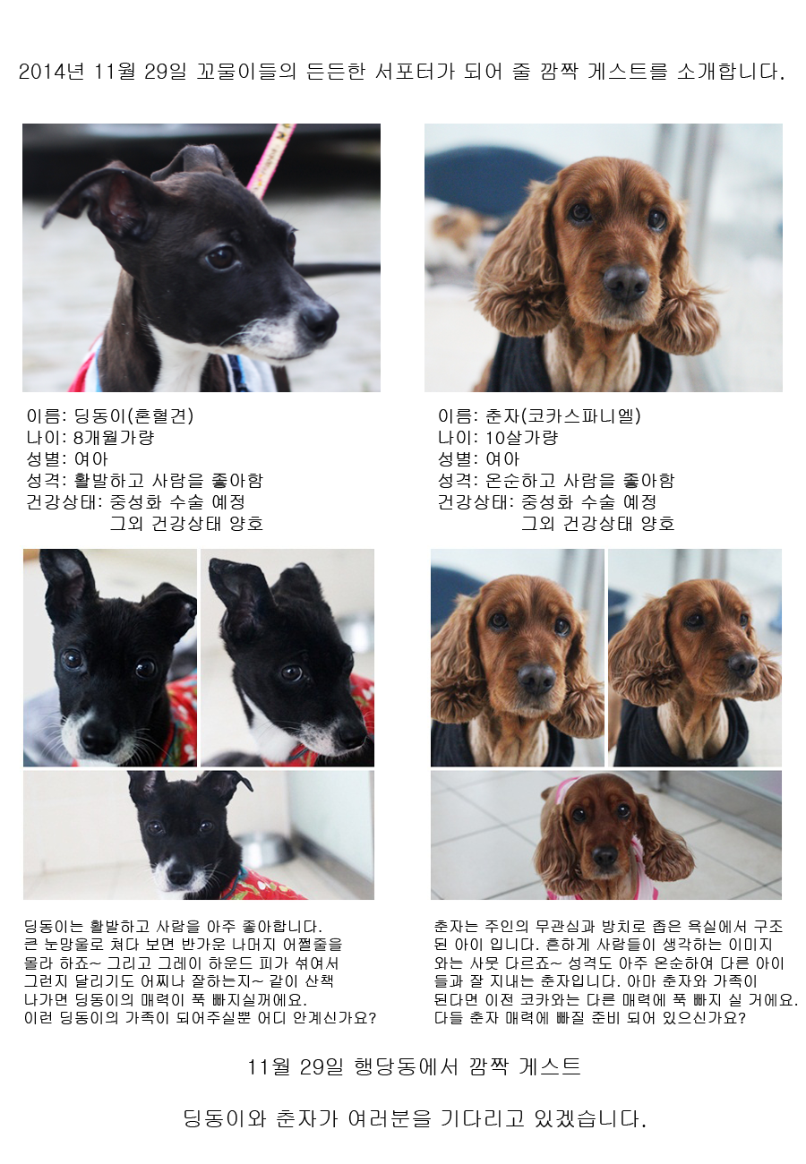 [11월29일 입양 행사] 딩동이와 춘자가 입양행사에 합류합니다~!
