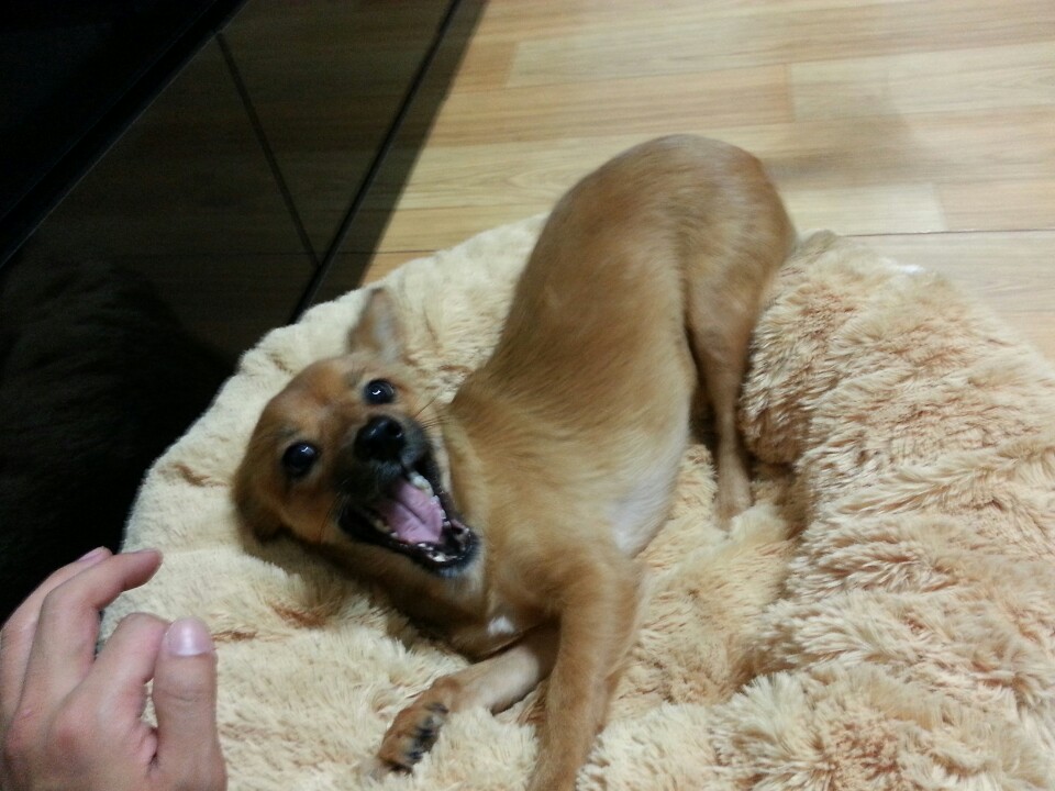 진해 치노 잘 지내고 있어요^^