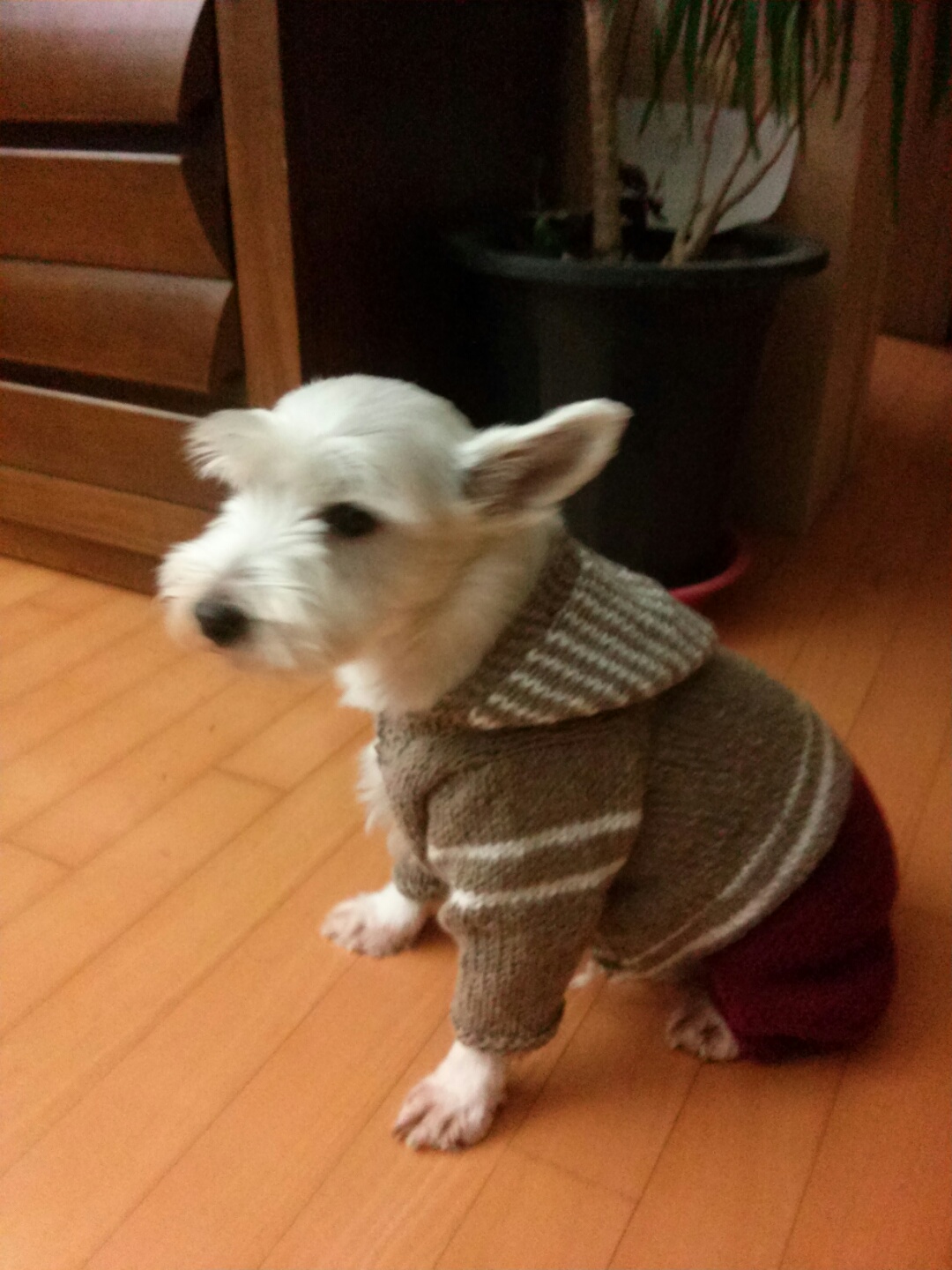 애플이 근황 입니다.