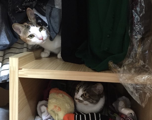 호야 이사했어요