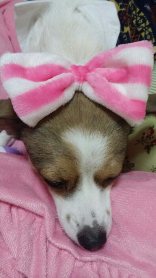 축복이&다복이예요. 