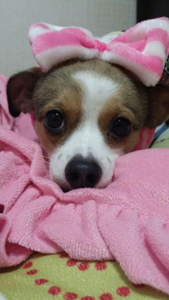 축복이&다복이예요. 