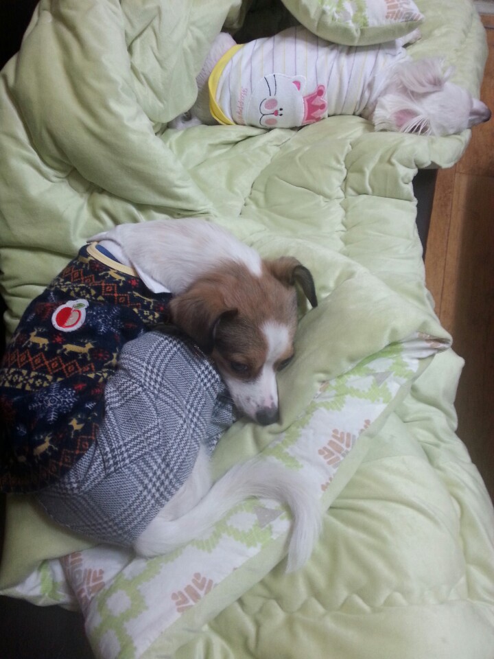 축복이&다복이예요. 