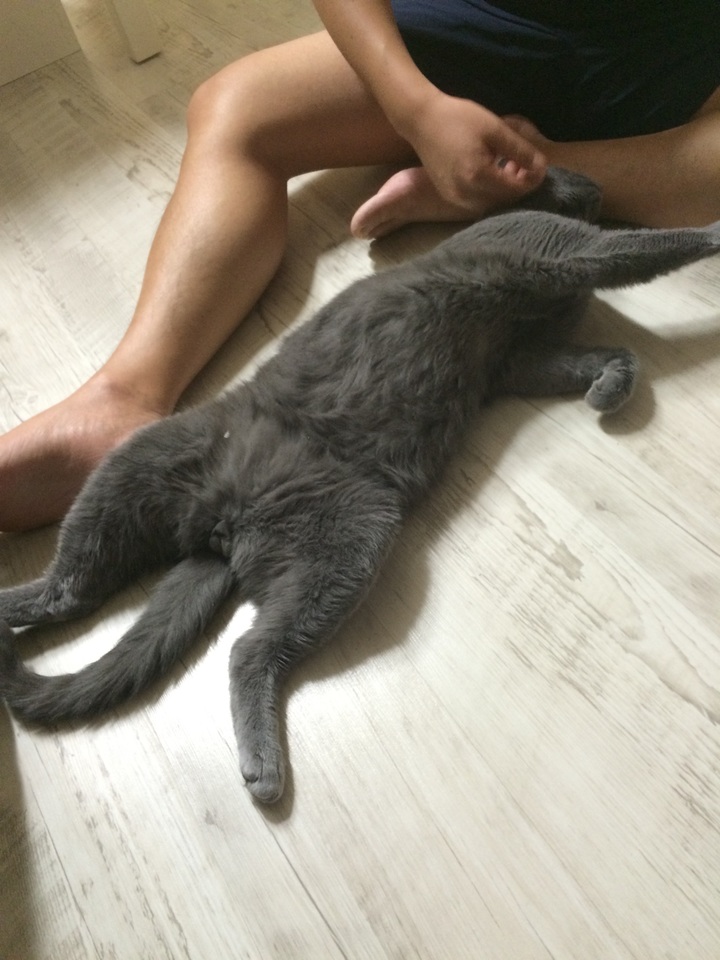 리조(현재 이름은 레이) 입양후기 입니다.^^