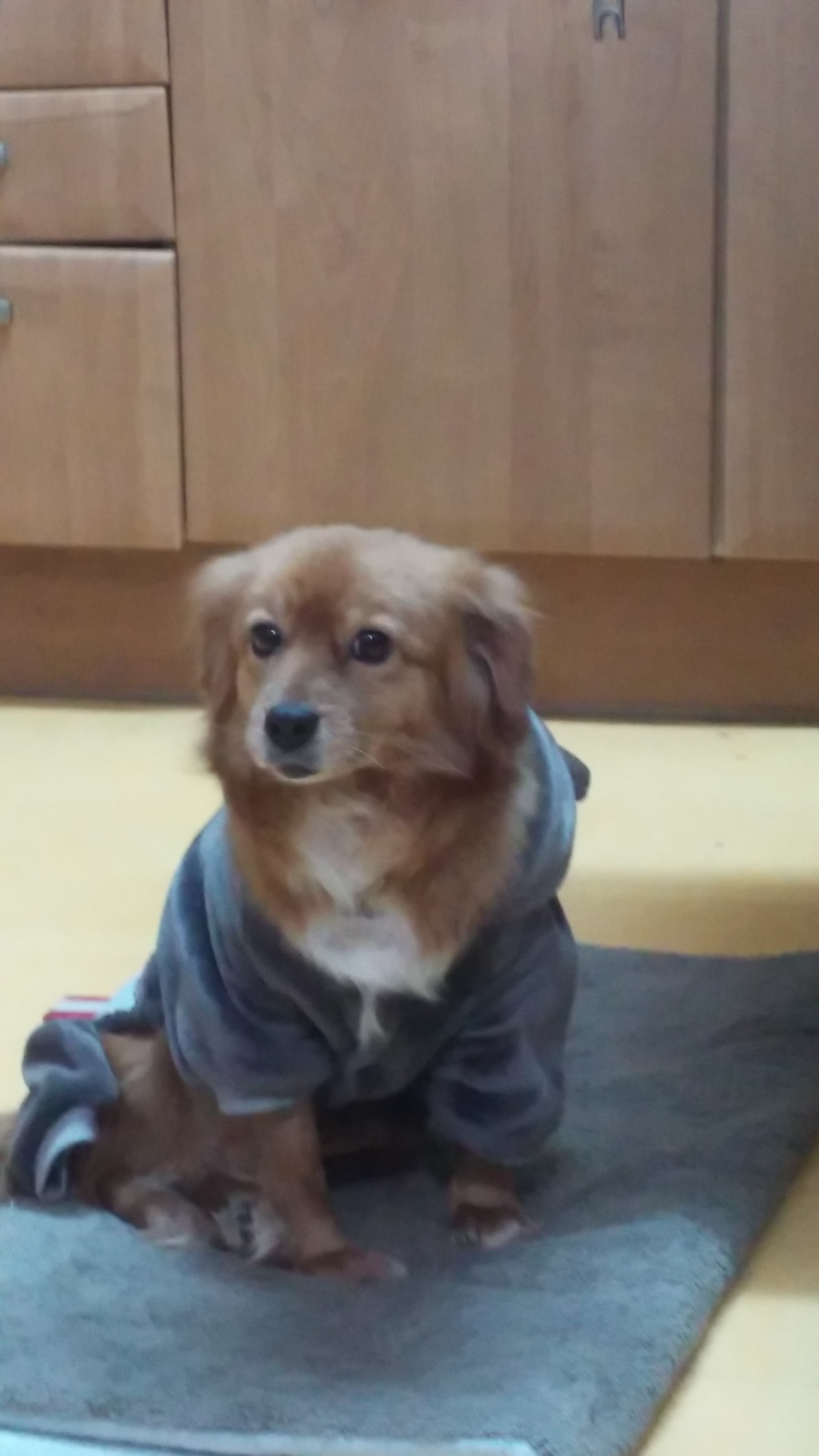시흥이 최근 근황입니다.