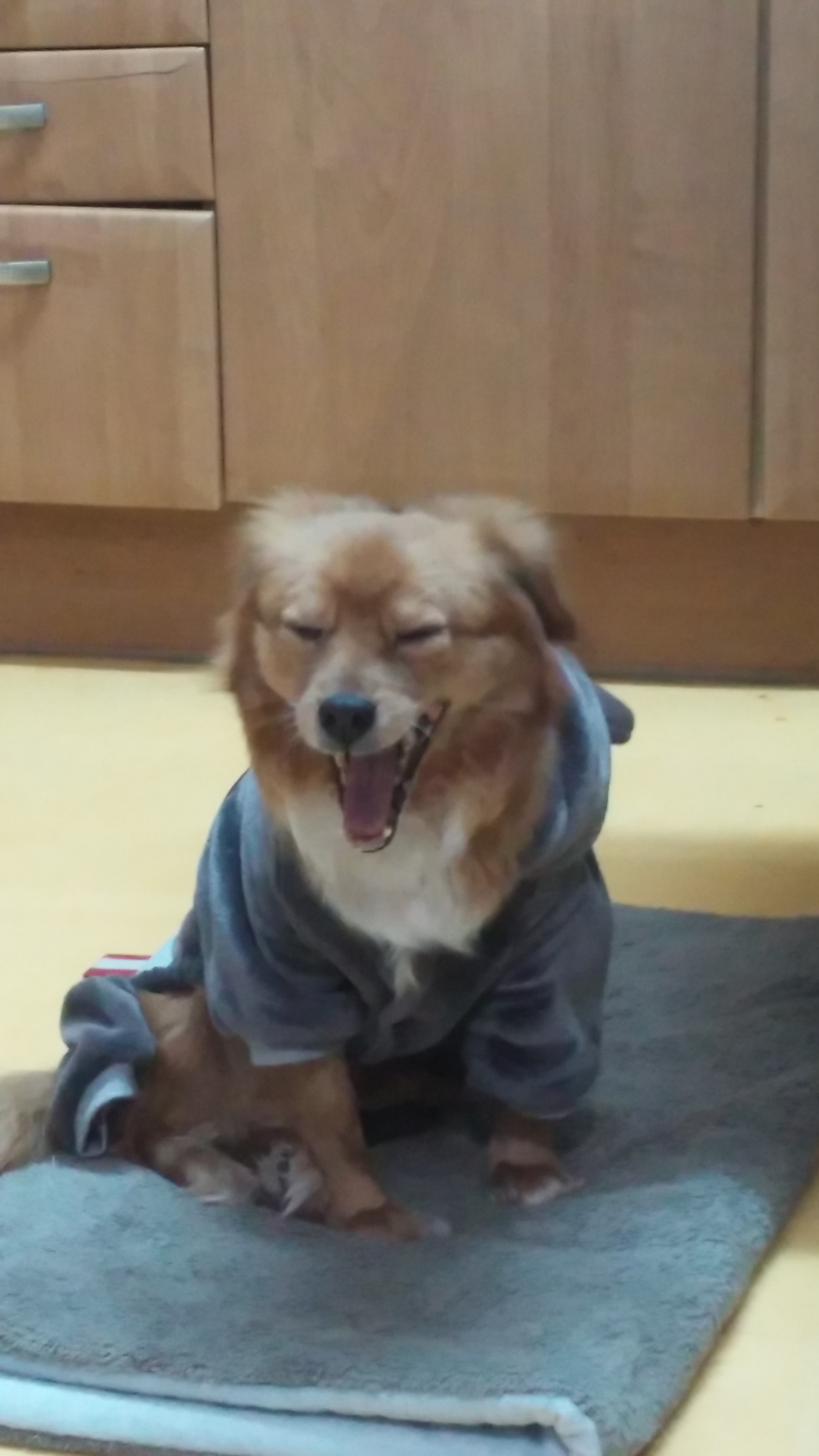 시흥이 최근 근황입니다.