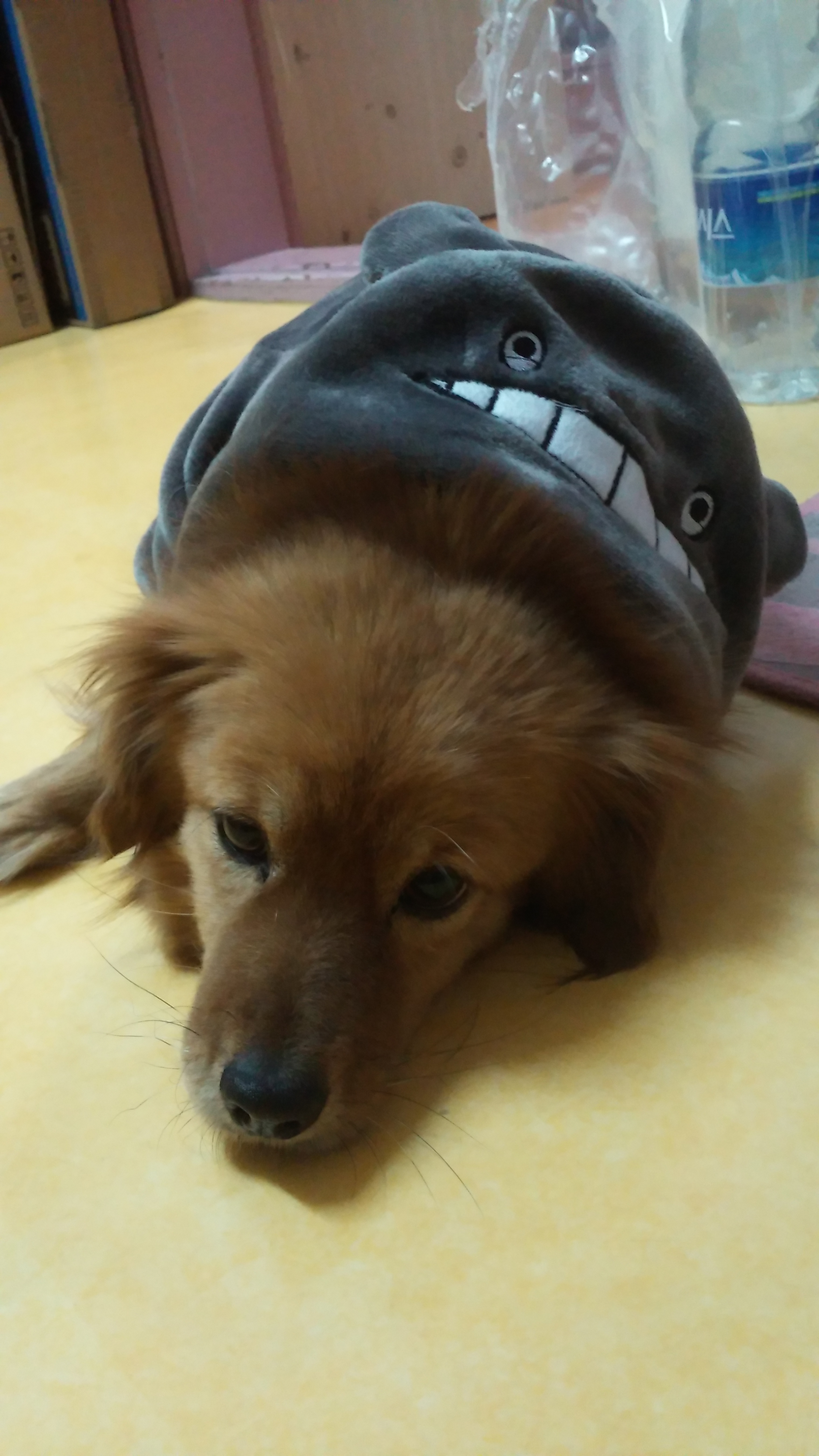 시흥이 최근 근황입니다.