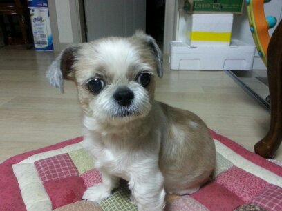 더 어려진 초롱
