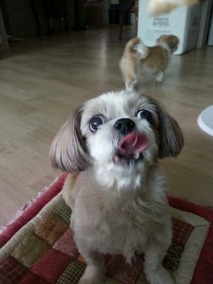 더 어려진 초롱