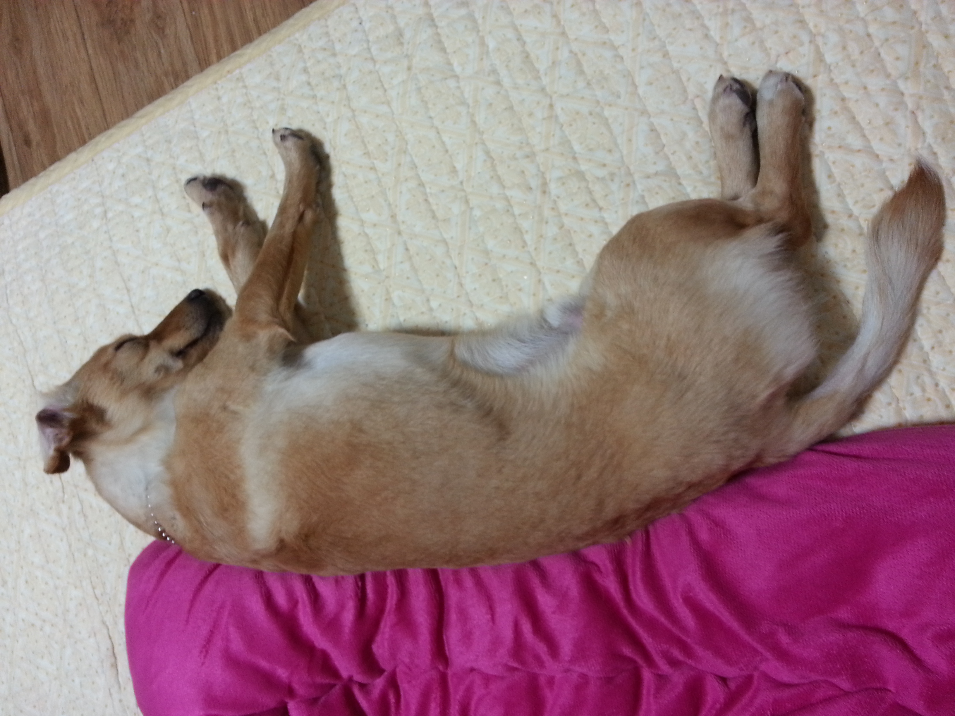 에너자이져 기동이! 세번째 입양후기