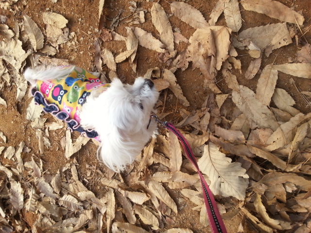 사랑이(흰둥이) 입양후기입니다.