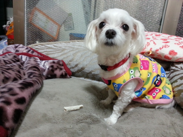 사랑이(흰둥이) 입양후기입니다.