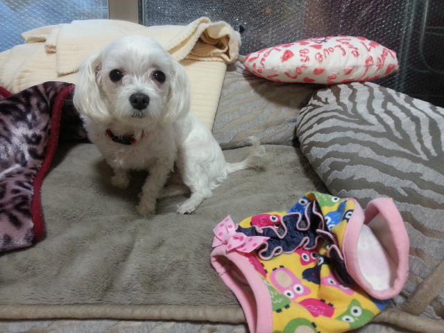 사랑이(흰둥이) 입양후기입니다.