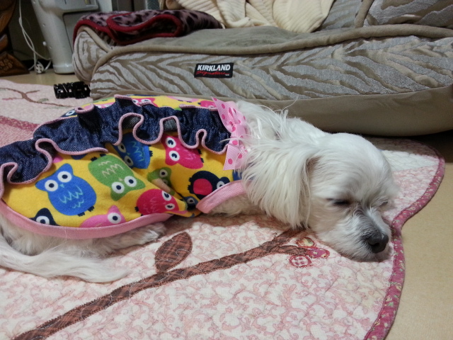 사랑이(흰둥이) 입양후기입니다.