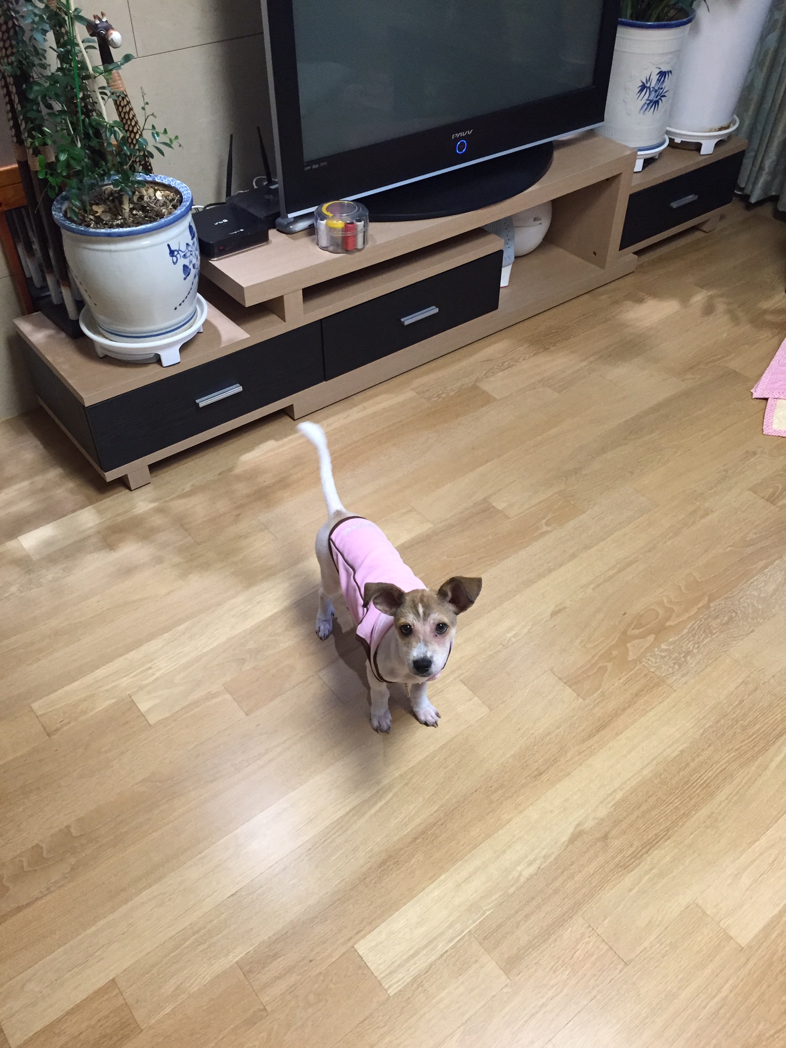 로이가 입양 된지 한달이 넘었어요~