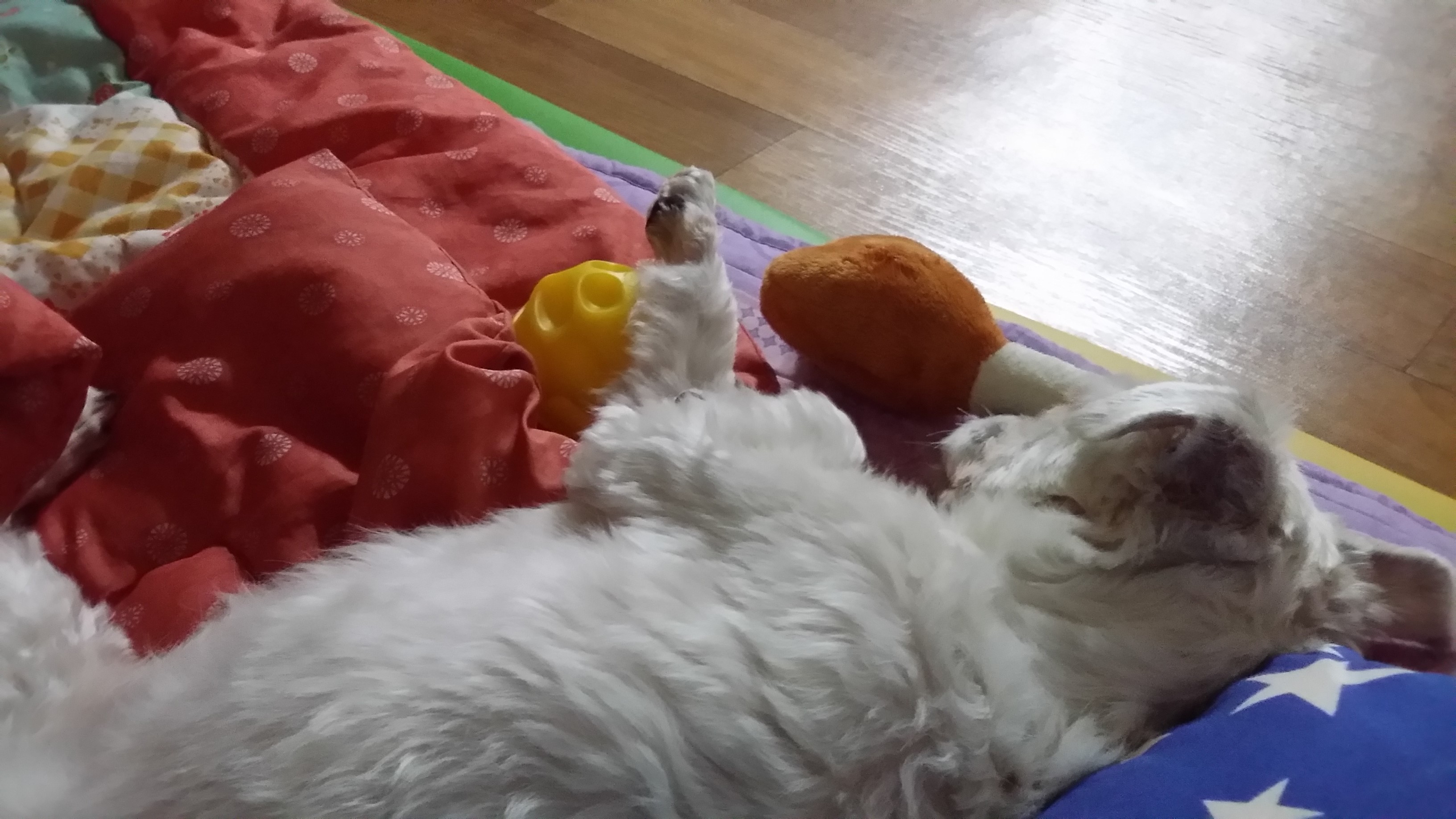 회룡이(영광이) 사진~