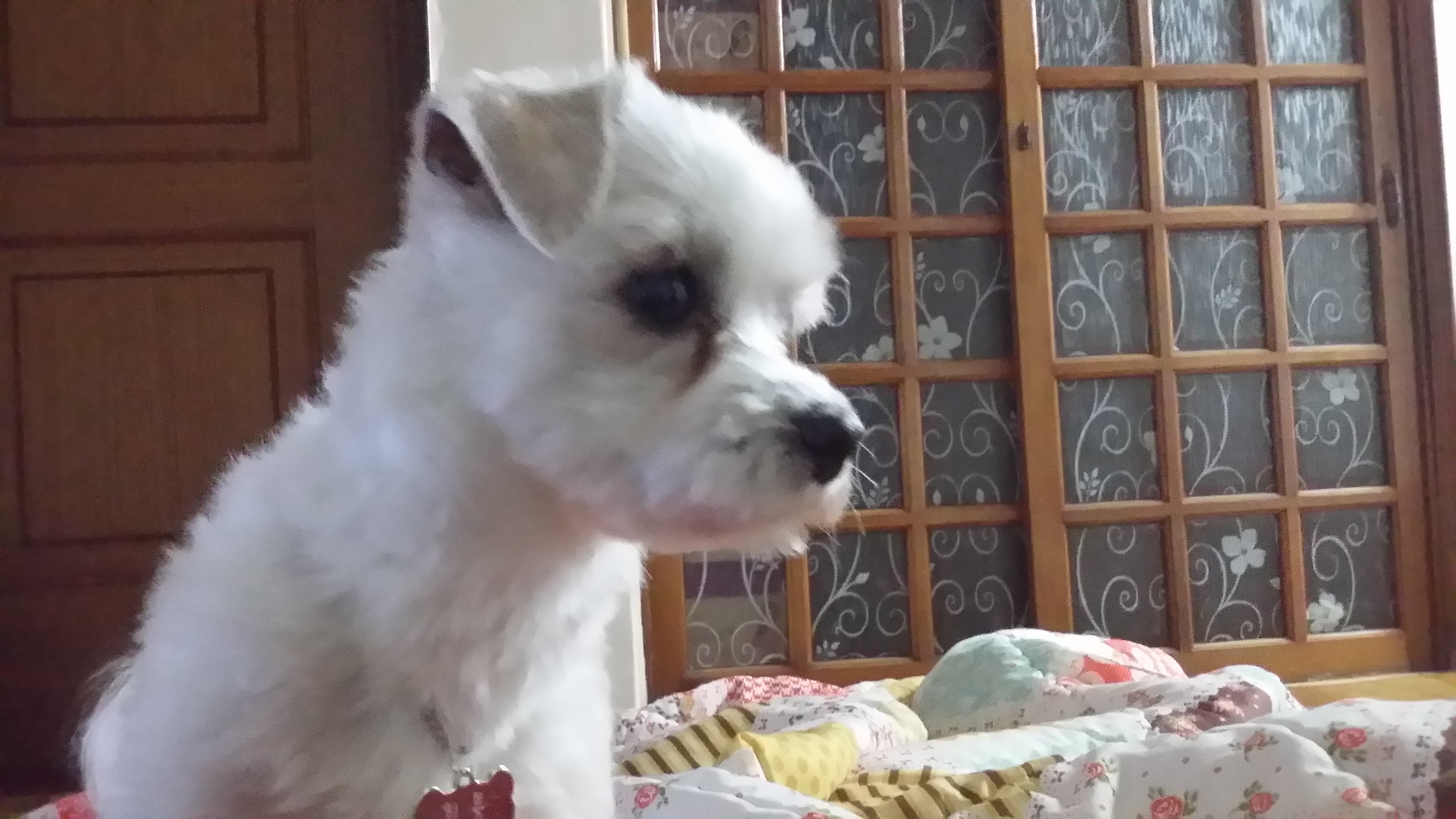 회룡이(영광이) 사진~